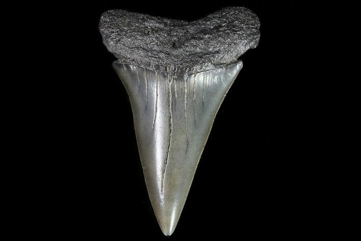 Large, Fossil Mako Shark Tooth - Georgia #75021